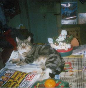 kater ludwig 96.jpg (16044 Byte)